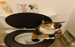 Domestic Shorthair cats for sale: Domestic Shorthair - Tortie Colouring - Advert 8