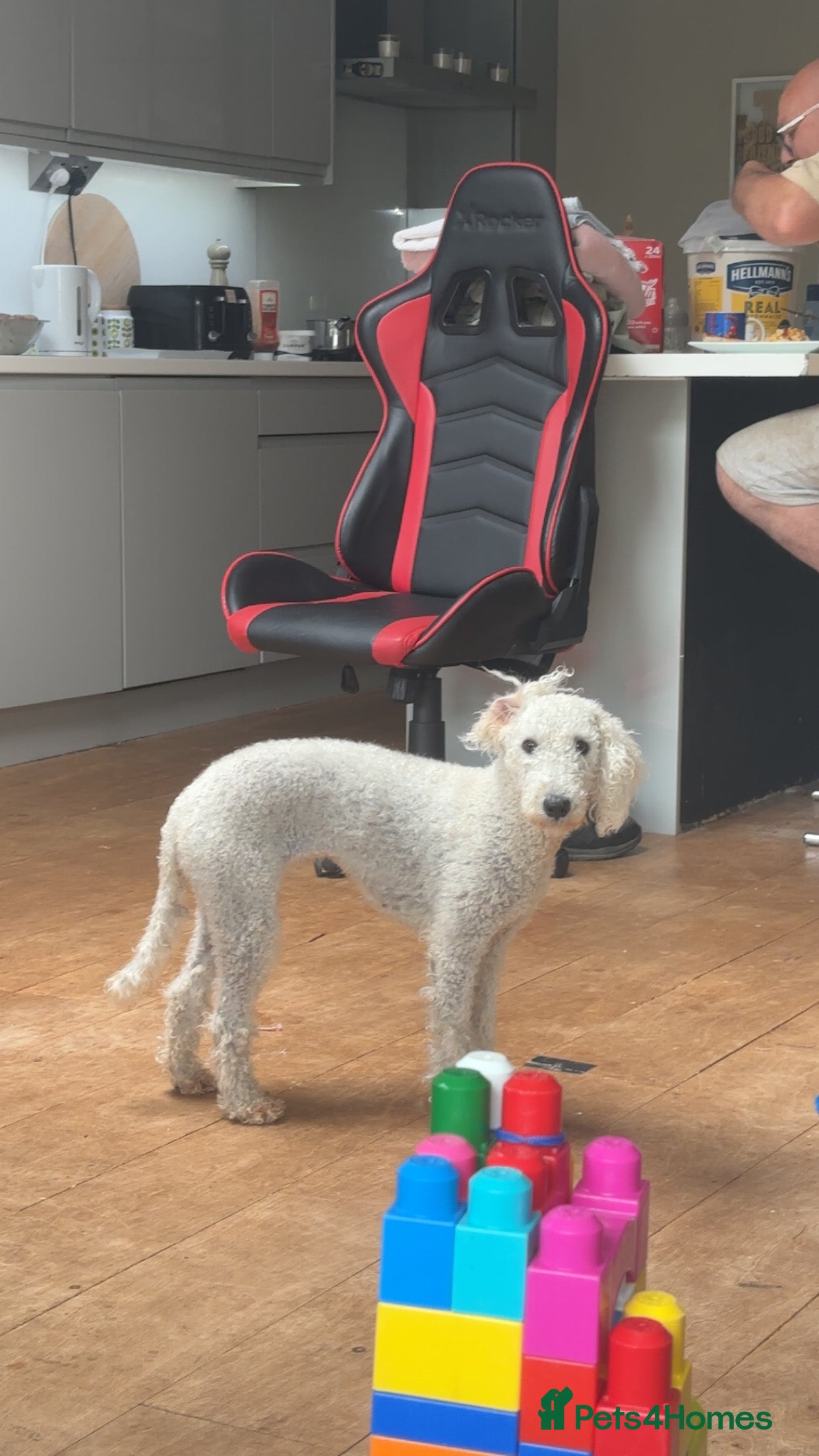 Bedlington Terrier dogs Bedlington terrier puppies  - Advert 1