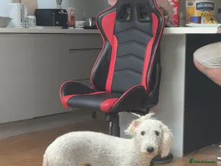 Bedlington Terrier dogs Bedlington terrier puppies - Advert 3