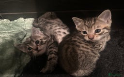 Mixed Breed cats for sale: Placid Tabby Girls  - Image 14