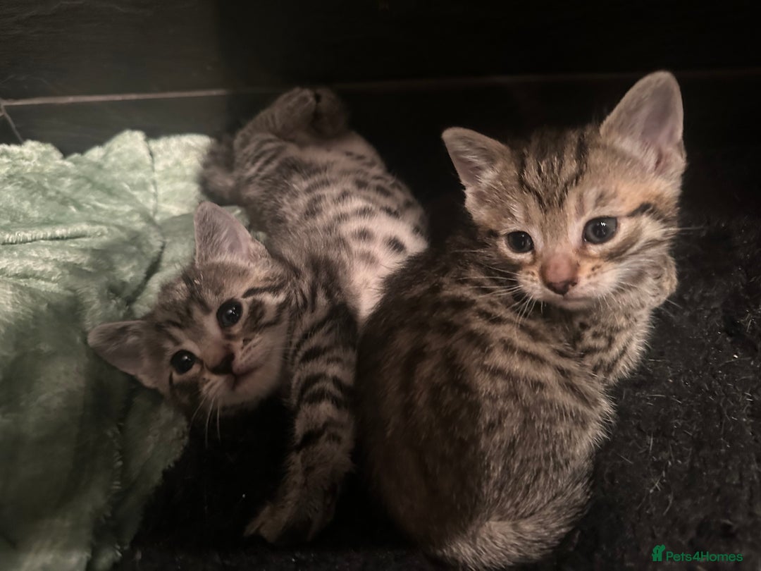 Mixed Breed cats for sale: Placid Tabby Girls  - Image 14