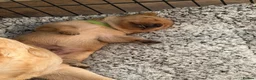 Labrador Retriever dogs for sale: Labrador Retriever Puppies 🐾 in Diss - Advert 17
