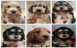 Mixed Breed dogs for sale: Miniature Labradoodle Pups for sale - Image 1