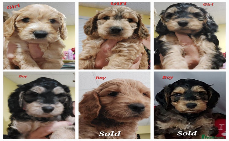Mixed Breed dogs - Advert 5