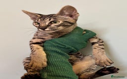 Savannah cats for sale: F9 brown & charcoal spotted savannah kittens - Image 17