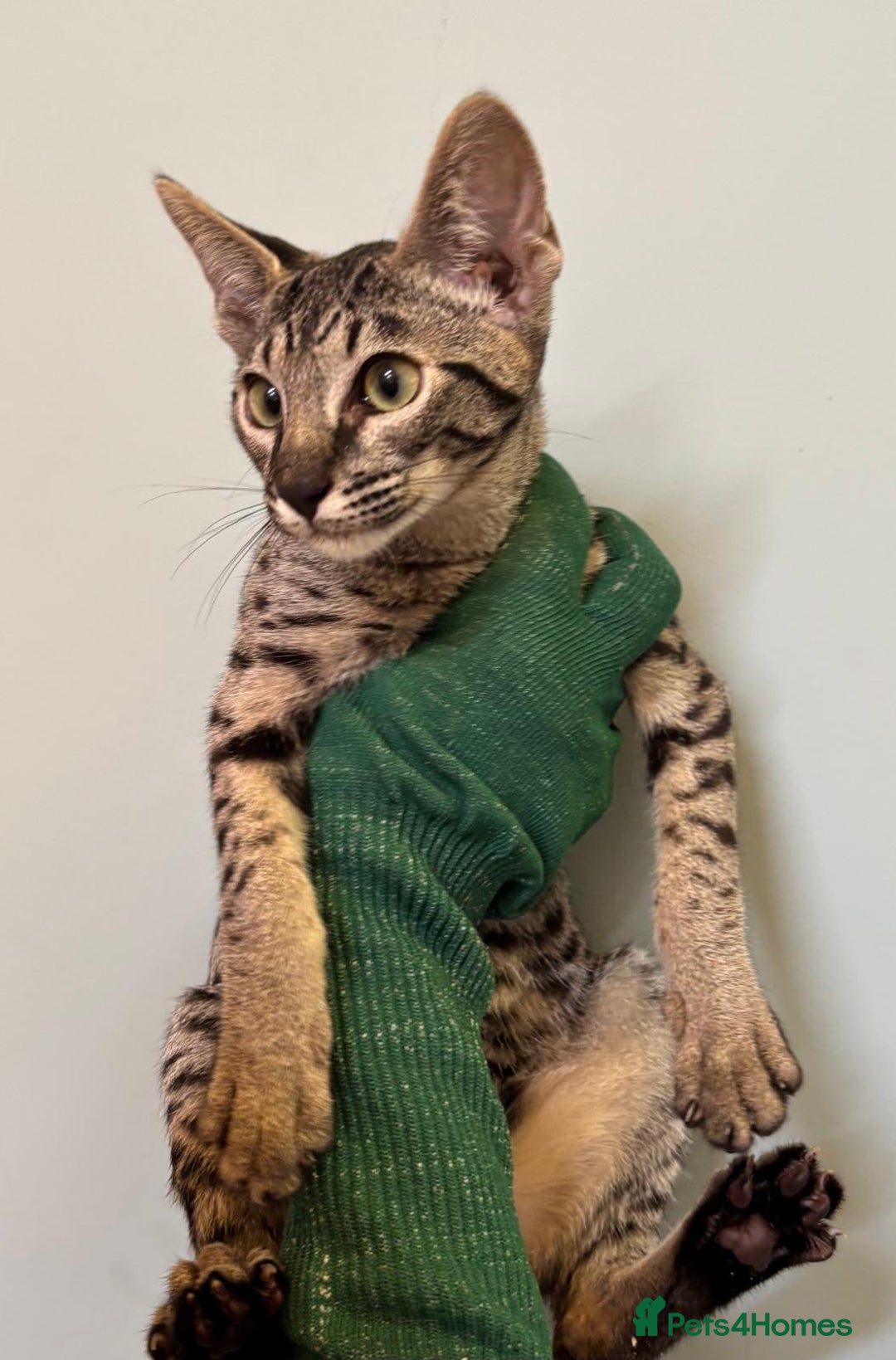 Savannah cats for sale: F9 brown & charcoal spotted savannah kittens - Image 17