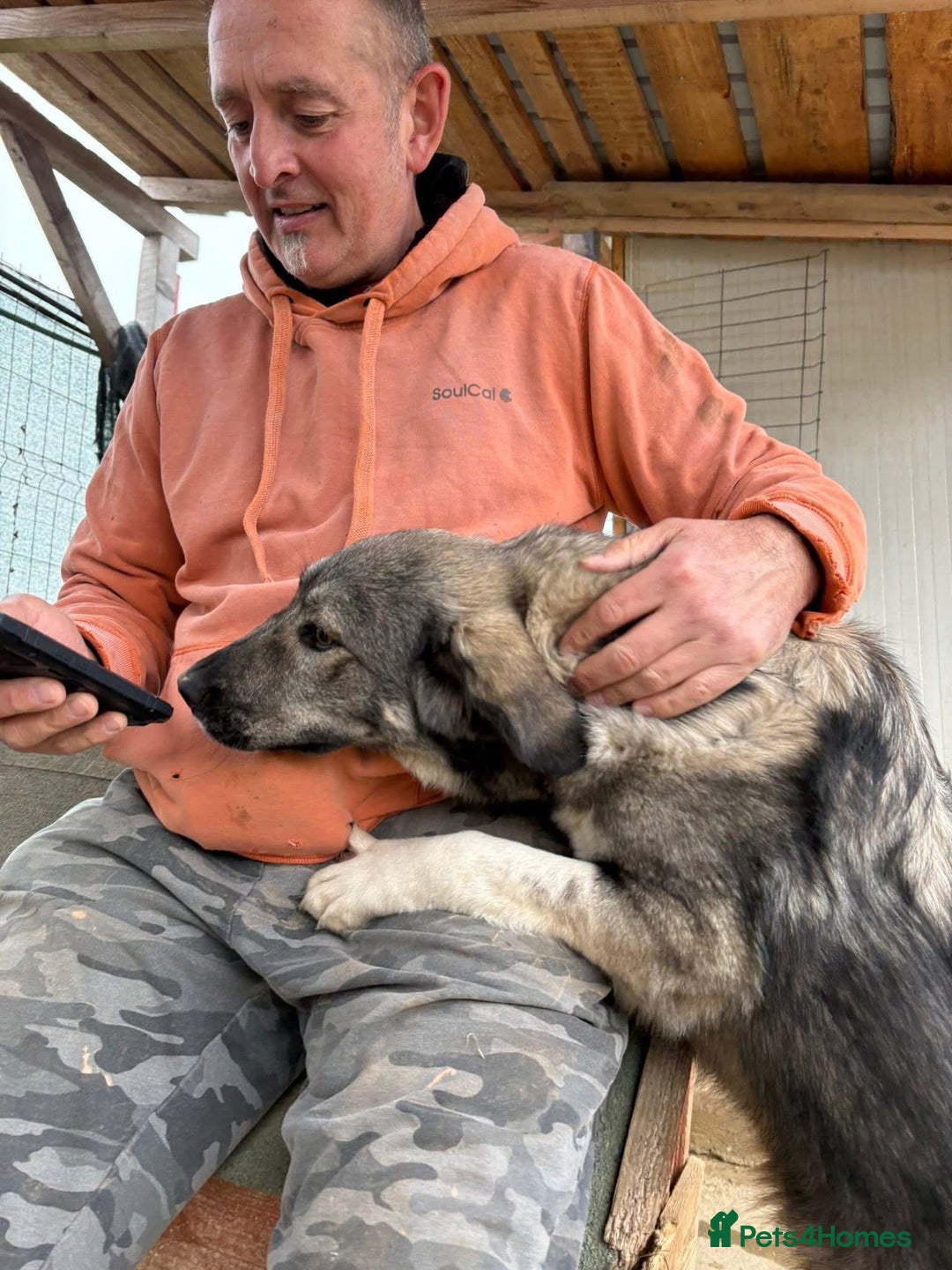 Mixed Breed dogs for adoption: Lola - Norwich Norfolk  - Advert 2