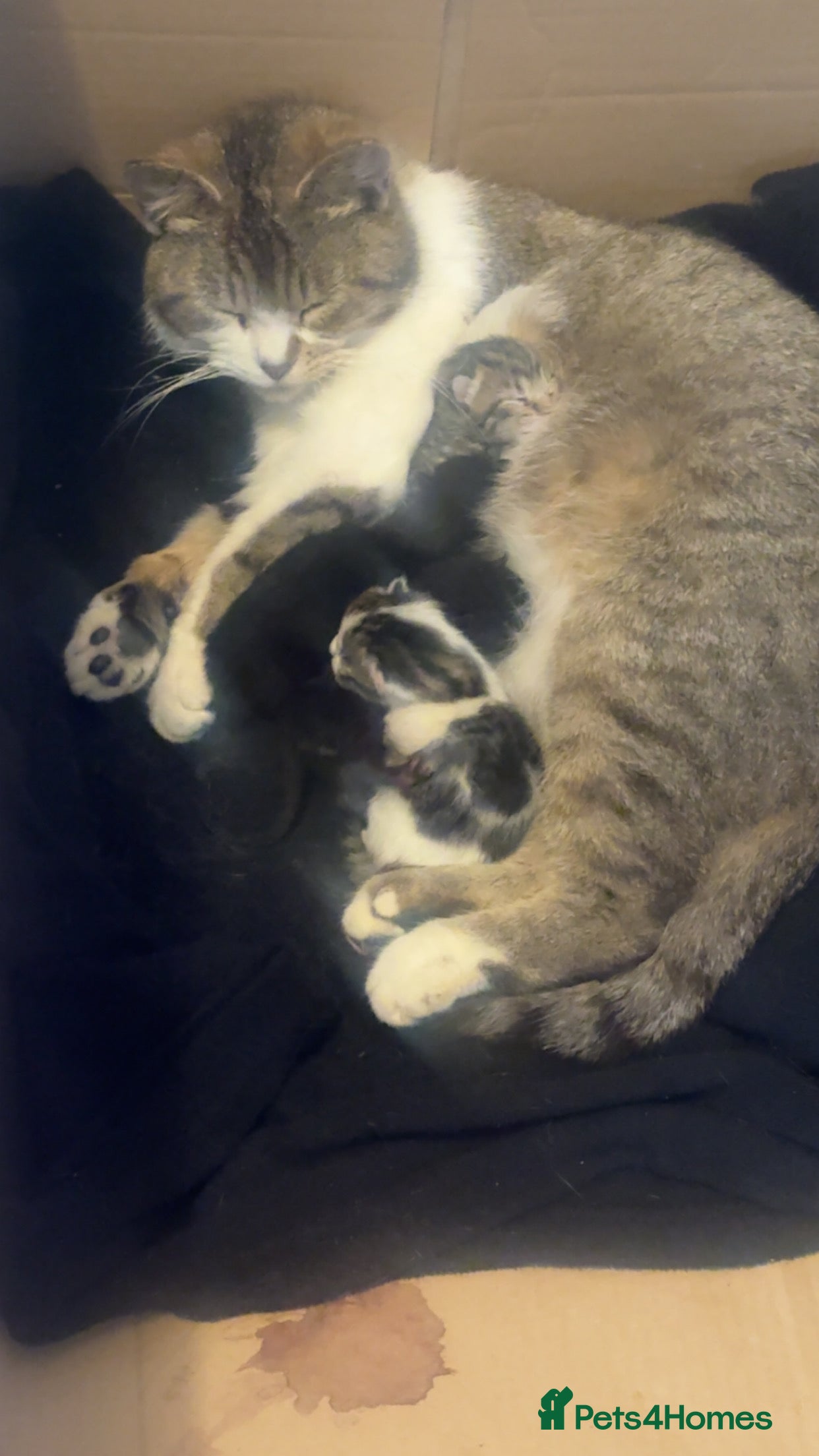 British Shorthair cats Male kittens  - Advert 2