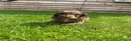 Cockapoo dogs for sale: Stunning F1 Miniature Cockerpoo Puppies - Advert 6