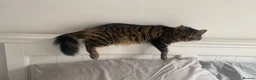 Mixed Breed cats for sale: Mixed main coone kittens  - Advert 1