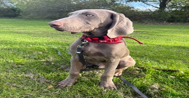 Mixed Breed dogs - Advert 7