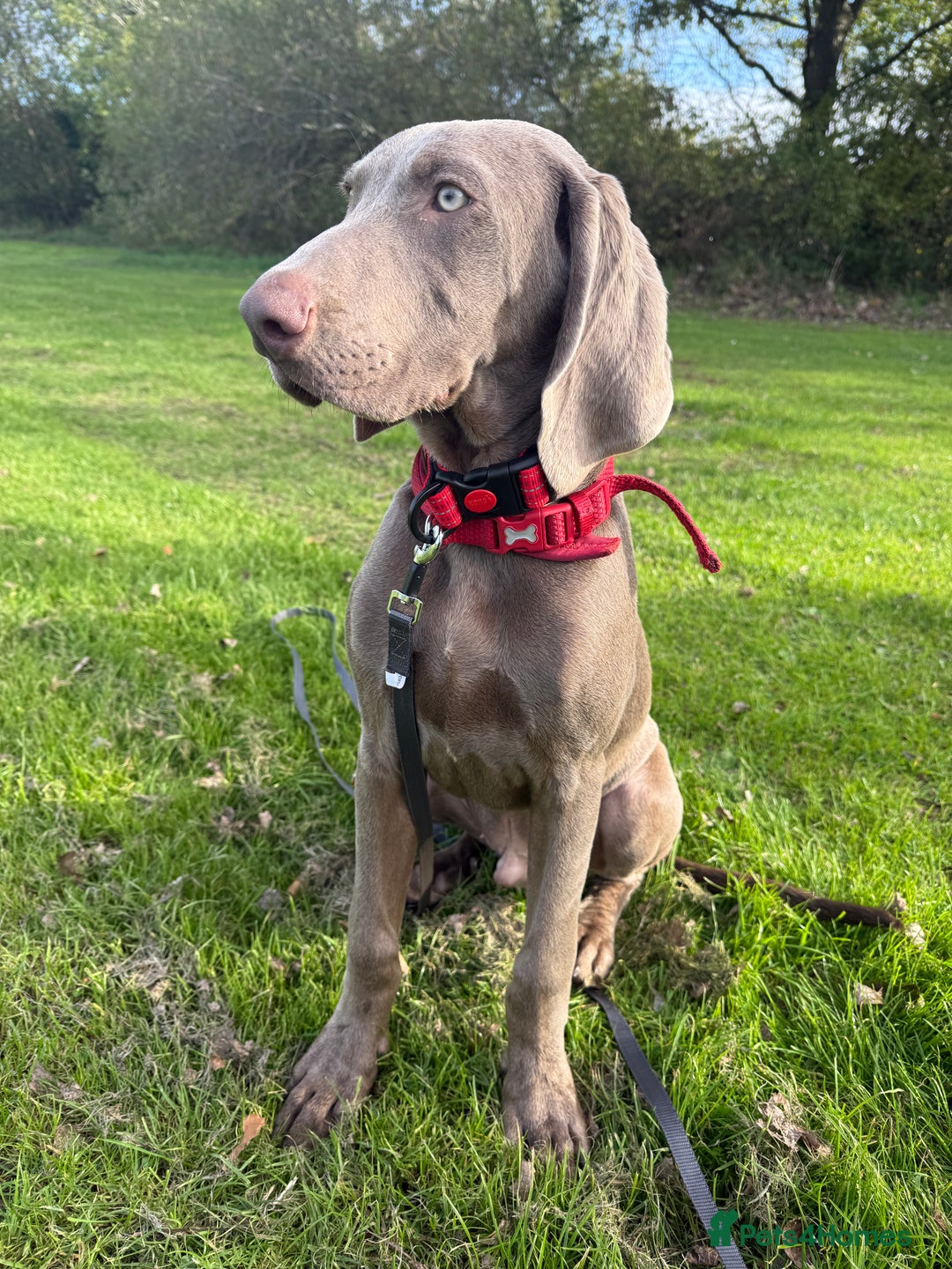 Mixed Breed dogs for sale: Weimaraner X Sprocker Pup - Image 2