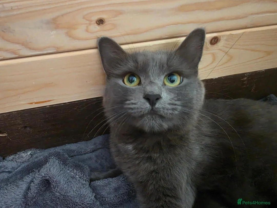 Russian Blue cats for sale: 5 rare colour kittens - Advert 2