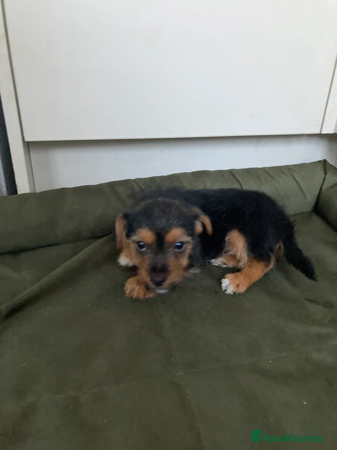 Jack Russell dogs for sale: Jack Russell  - Advert 10