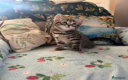 Mixed Breed cats for sale: Female kittens - Image 3