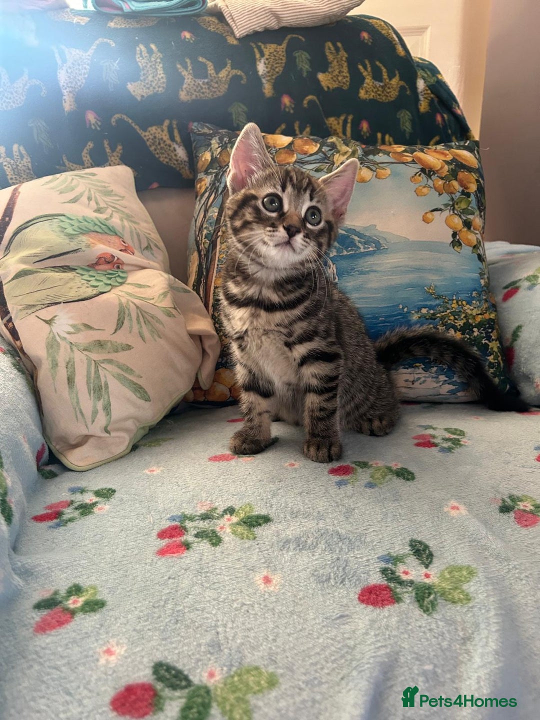 Mixed Breed cats for sale: Female kittens - Image 3