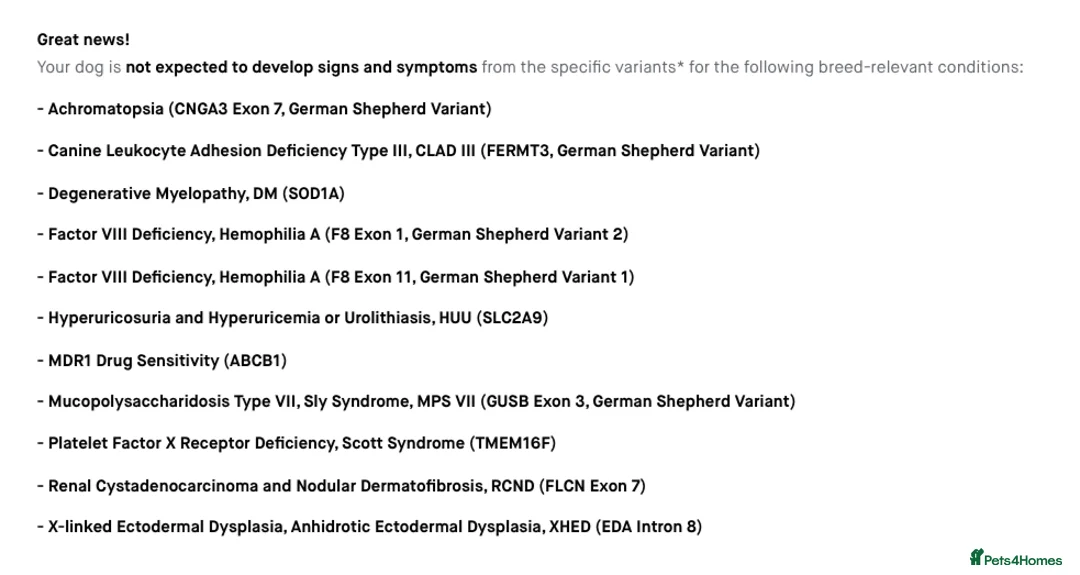 White Swiss Shepherd dogs for stud: White Swiss Shepherd Dog at Stud (Long Coat) in Nelson - Advert 4