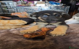 Shepsky dogs for sale: Husky cross German shepherd  - Image 5