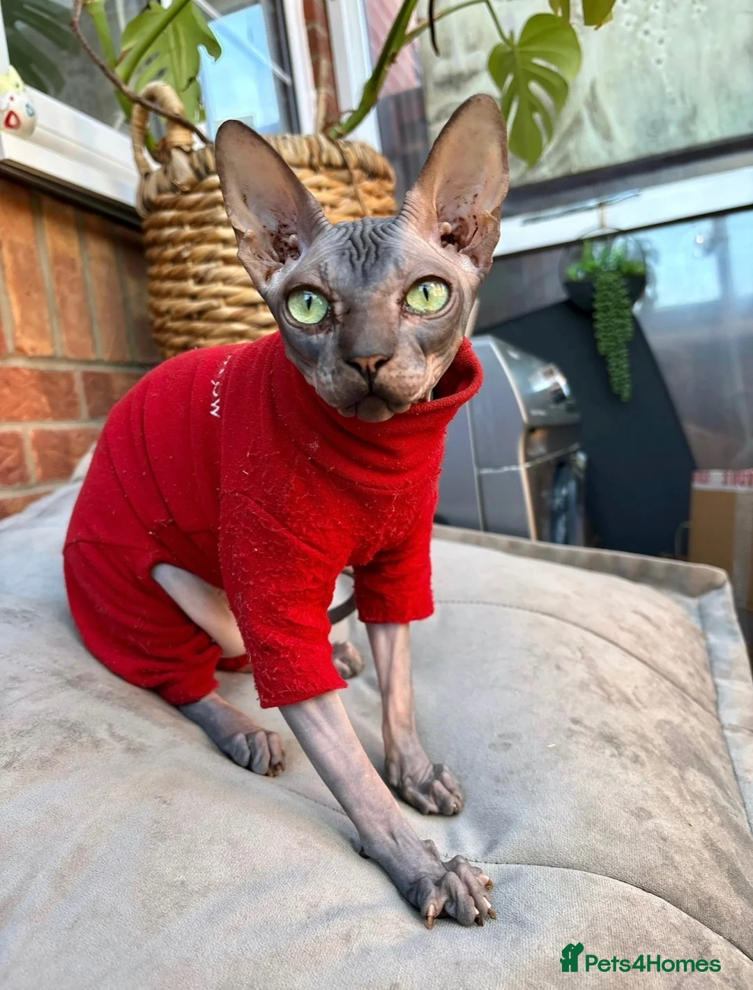 Sphynx cats for sale: Sphynx Kittens - Advert 1