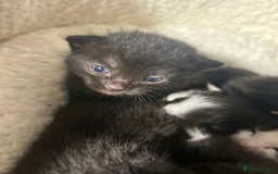 Mixed Breed cats for sale: Soft, Sweet, and Full of Fun…. - Advert 21