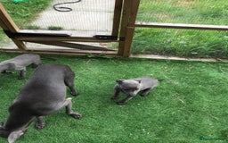 Whippet dogs for sale: KC whippets  - Image 15