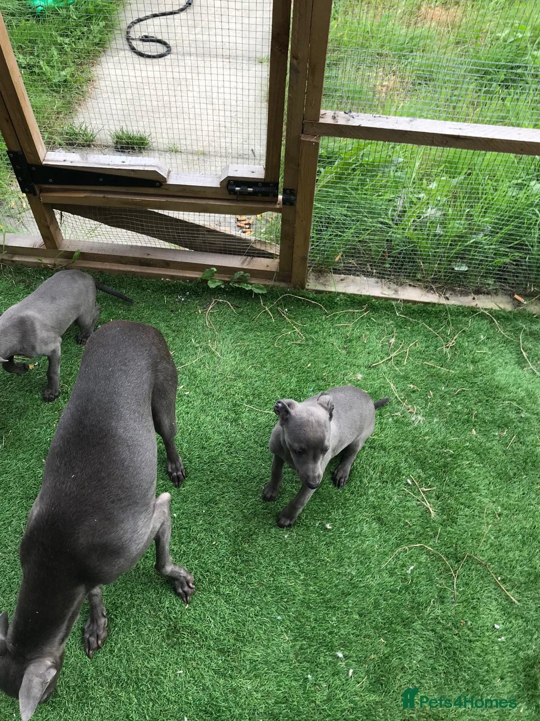 Whippet dogs for sale: KC whippets  - Image 15