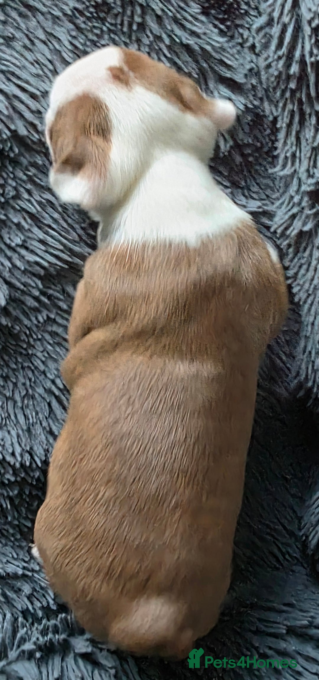 Boston Terrier dogs for sale: Stunning KC Reg Boston Terrier last girl left - Advert 16