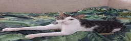 Mixed Breed cats for sale: Two cats needing their forever homes in Newport - Advert 2