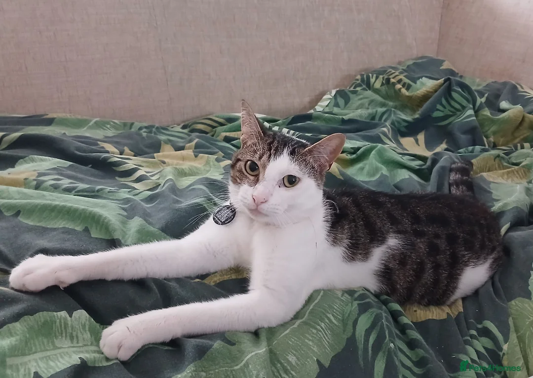Mixed Breed cats for sale: Two cats needing their forever homes in Newport - Advert 2