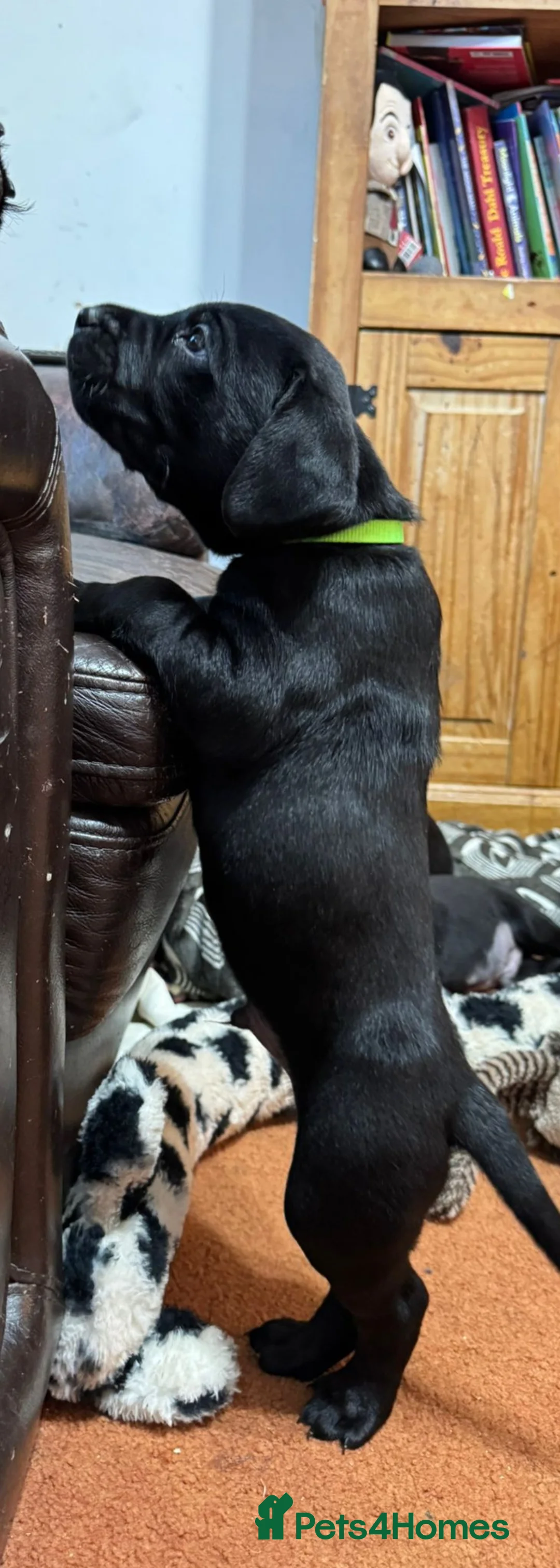 Labrador Retriever dogs for sale: Black Labrador Puppies  - Advert 3