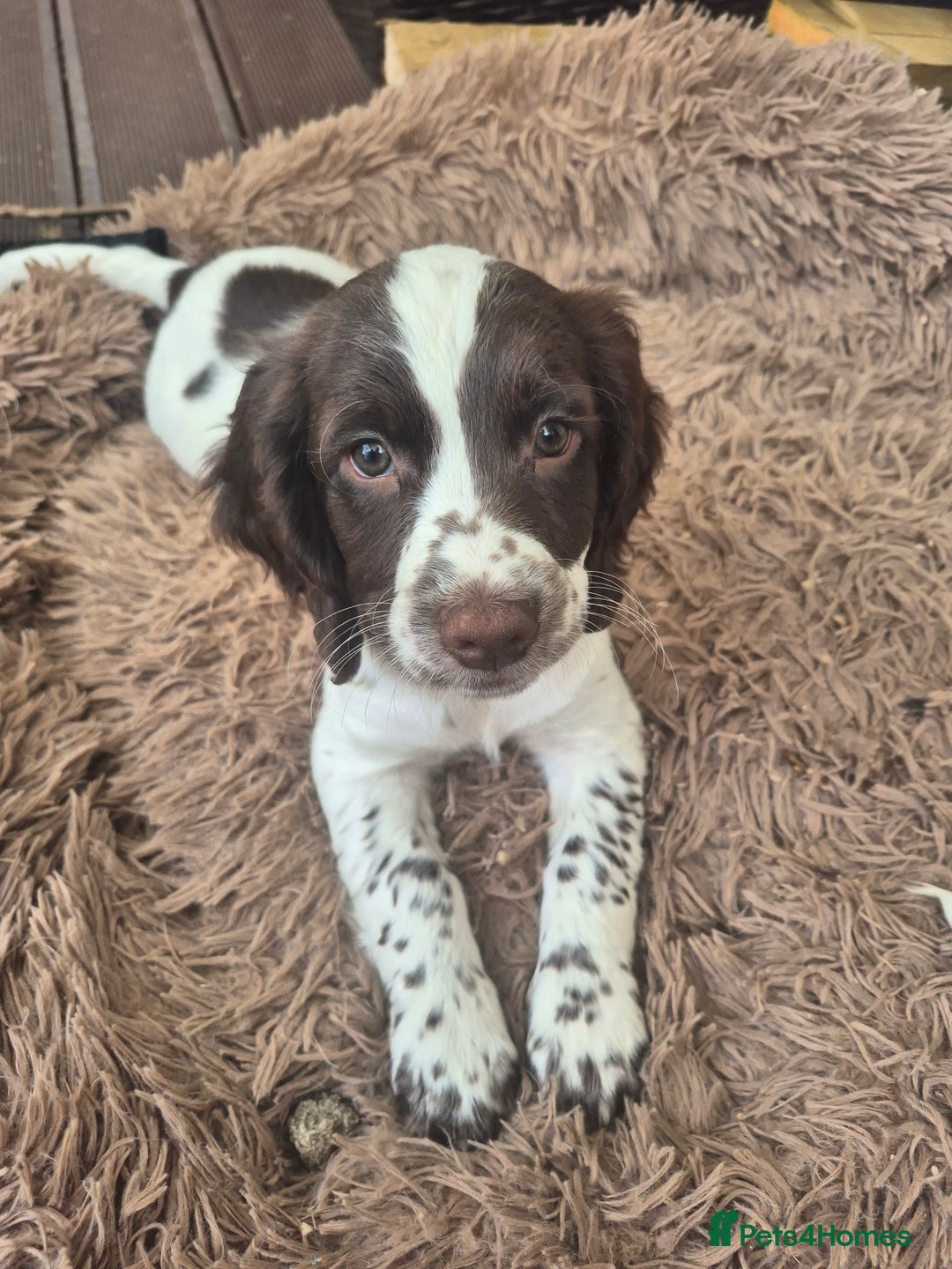 English Springer Spaniel dogs for sale: Springer Beautiful Spaniel Pup Ready Now  - Image 4