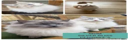 Ragdoll cats for sale: 🌸TICA/GCCF Active Ragdolls available🌸 - Advert 2