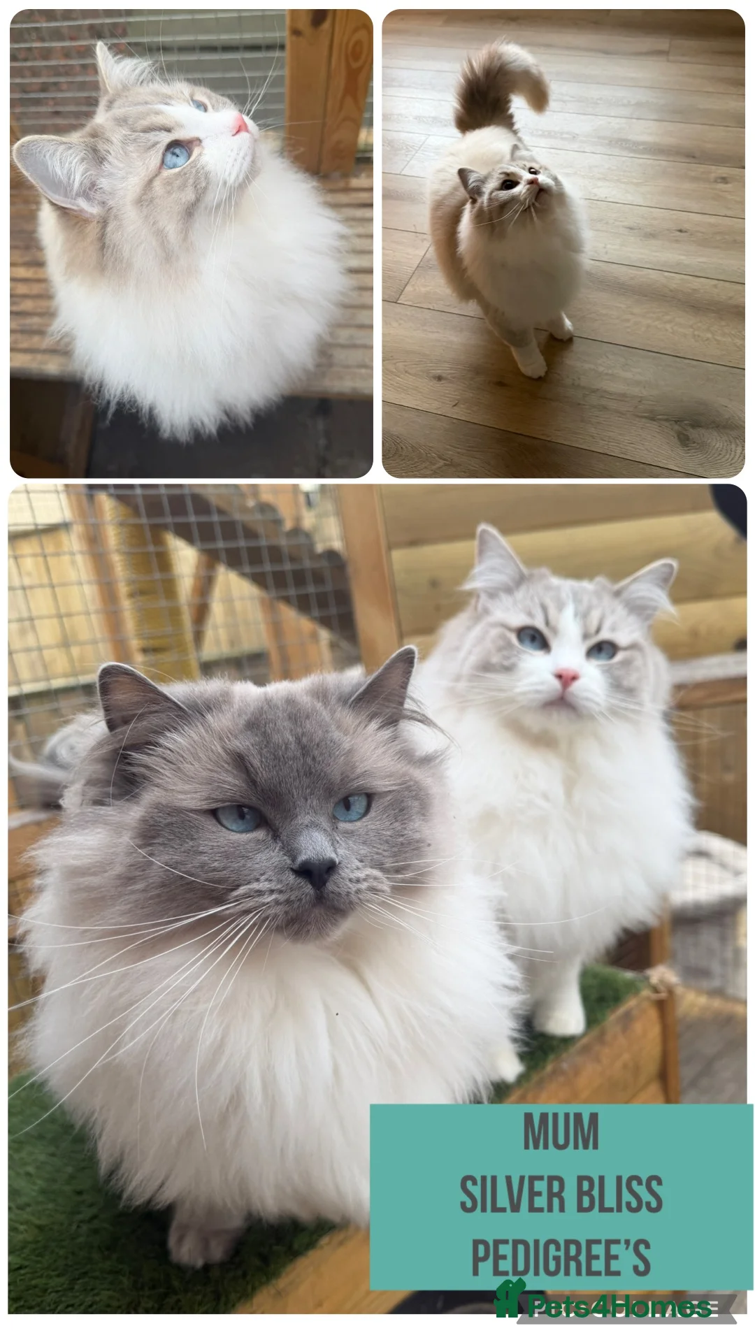 Ragdoll cats for sale: 🌸TICA/GCCF Active Ragdolls available🌸 - Advert 2