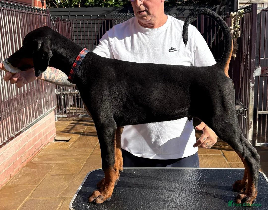 Dobermann dogs for sale: Top Quality Dobermann Puppies Available - Advert 2