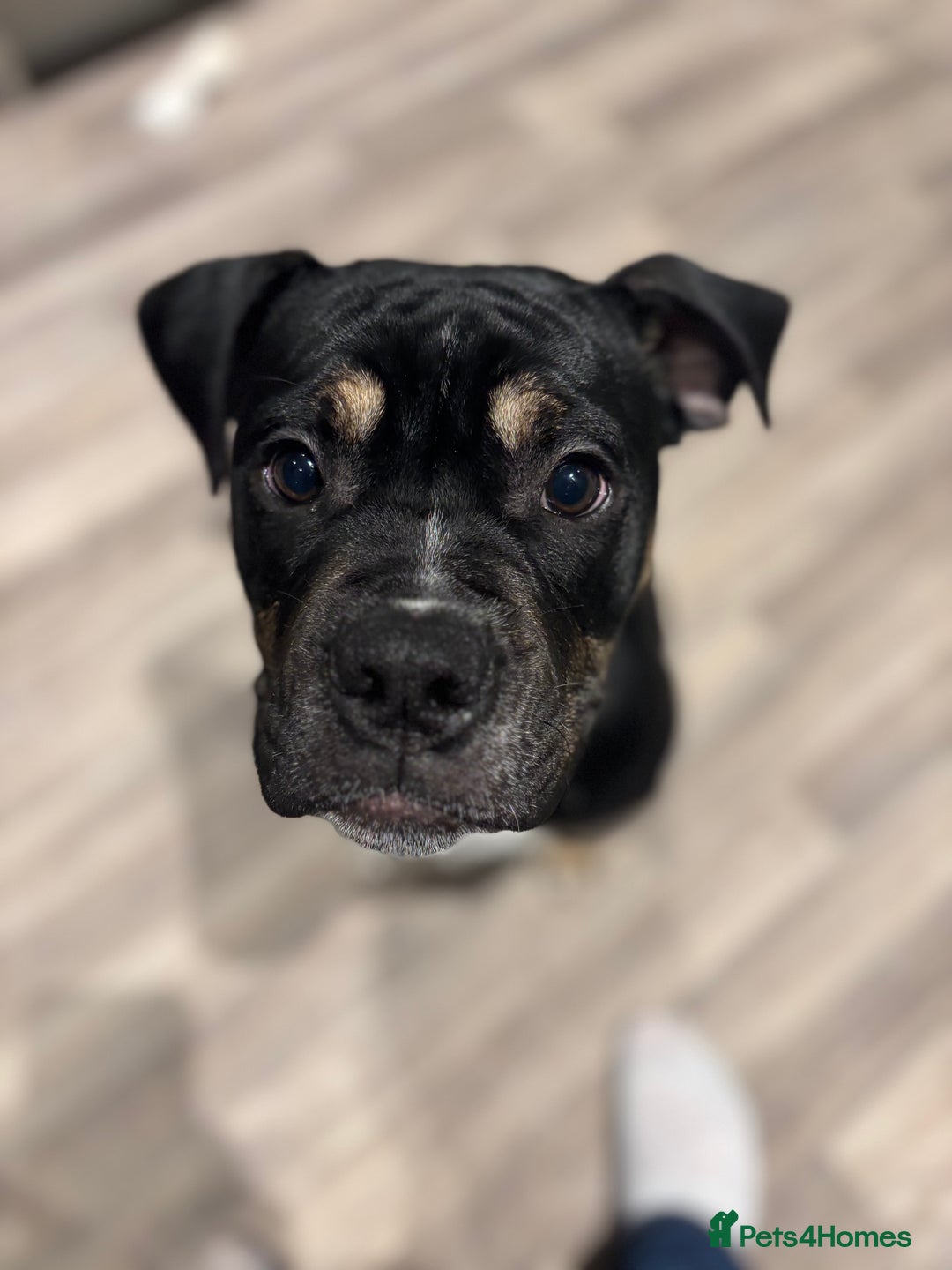 Mixed Breed dogs for sale: Bronson /olde Tyme bulldog/ staffy  - Advert 8