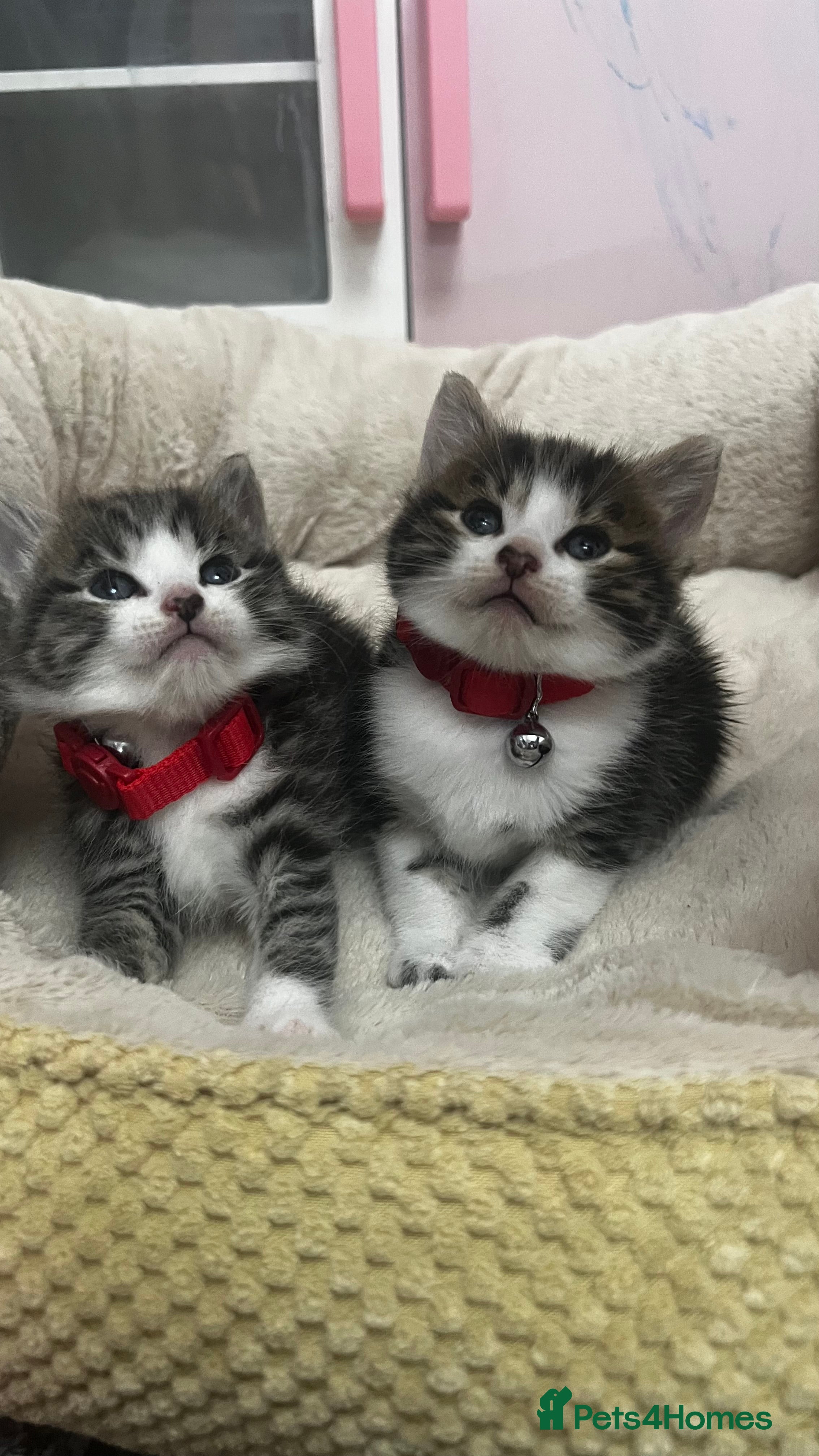 Bengal cats Beautiful bengals litter of 7😍 - Advert 10