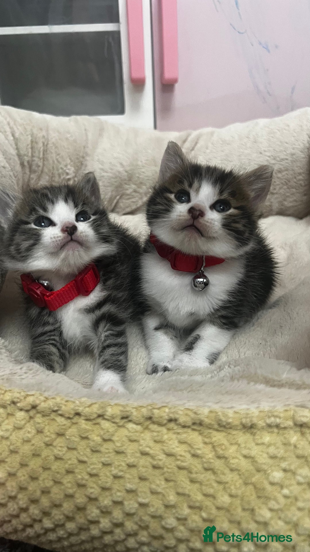 Bengal cats for sale: Beautiful bengals litter of 7😍 - Advert 2