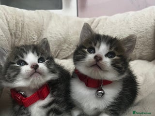 Bengal cats Beautiful bengals litter of 7😍 - Advert 10