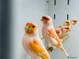 Canaries birds Red mosaic . Harlequin. Red factor - Advert 6