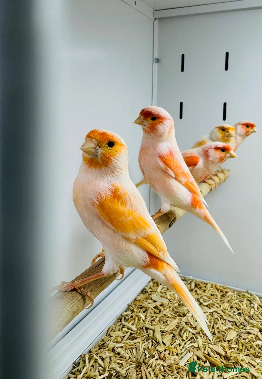 Canaries birds for sale: Red mosaic . Harlequin. Red factor - Advert 2