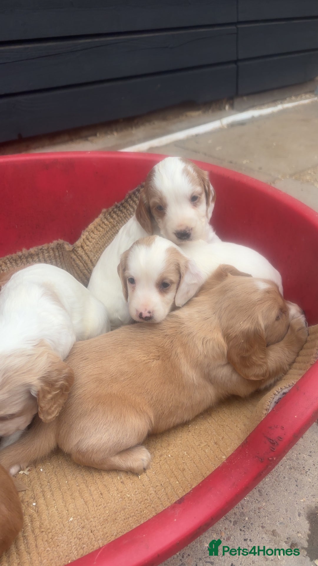 Sprocker dogs for sale: Beautiful Sprocker Puppies - Image 17