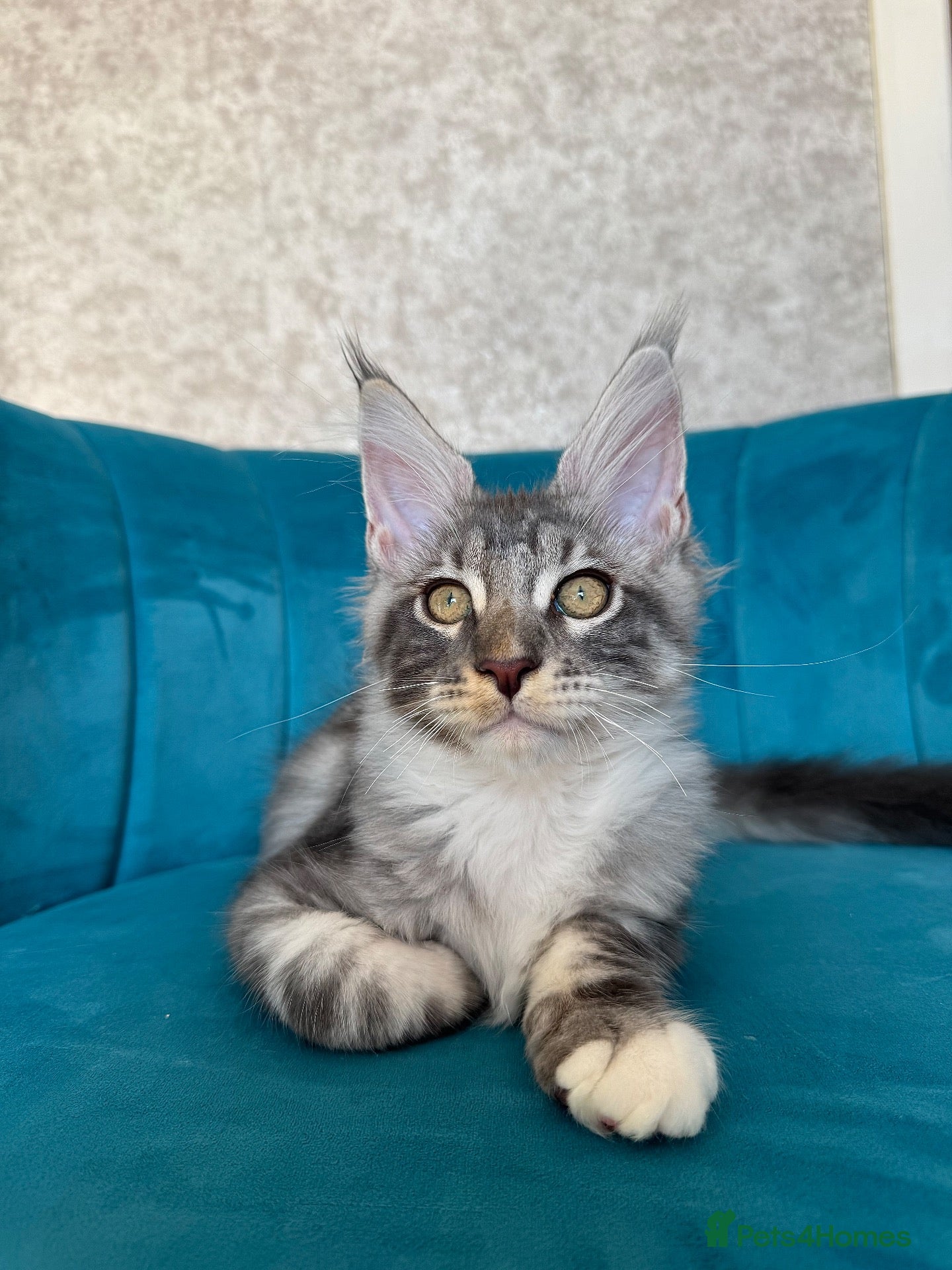Maine Coon cats TICA Pedigree Registered Maine Coon Kittens - Advert 1