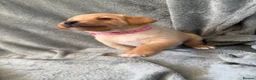Mixed Breed dogs for sale: Labrador x staff - Advert 3