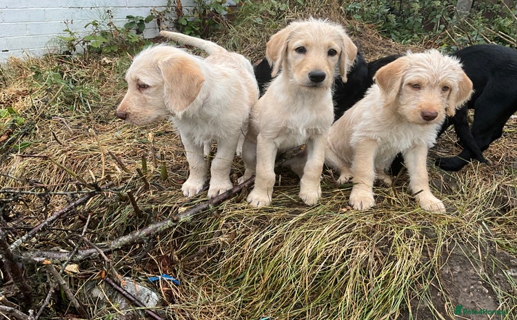 Labradoodle dogs - Advert 14