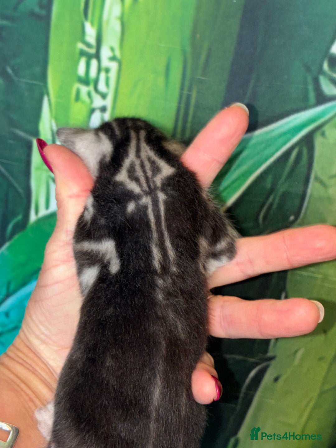 Bengal cats for sale: Beechwood Bengals  stunning SILVER kittens - Image 18