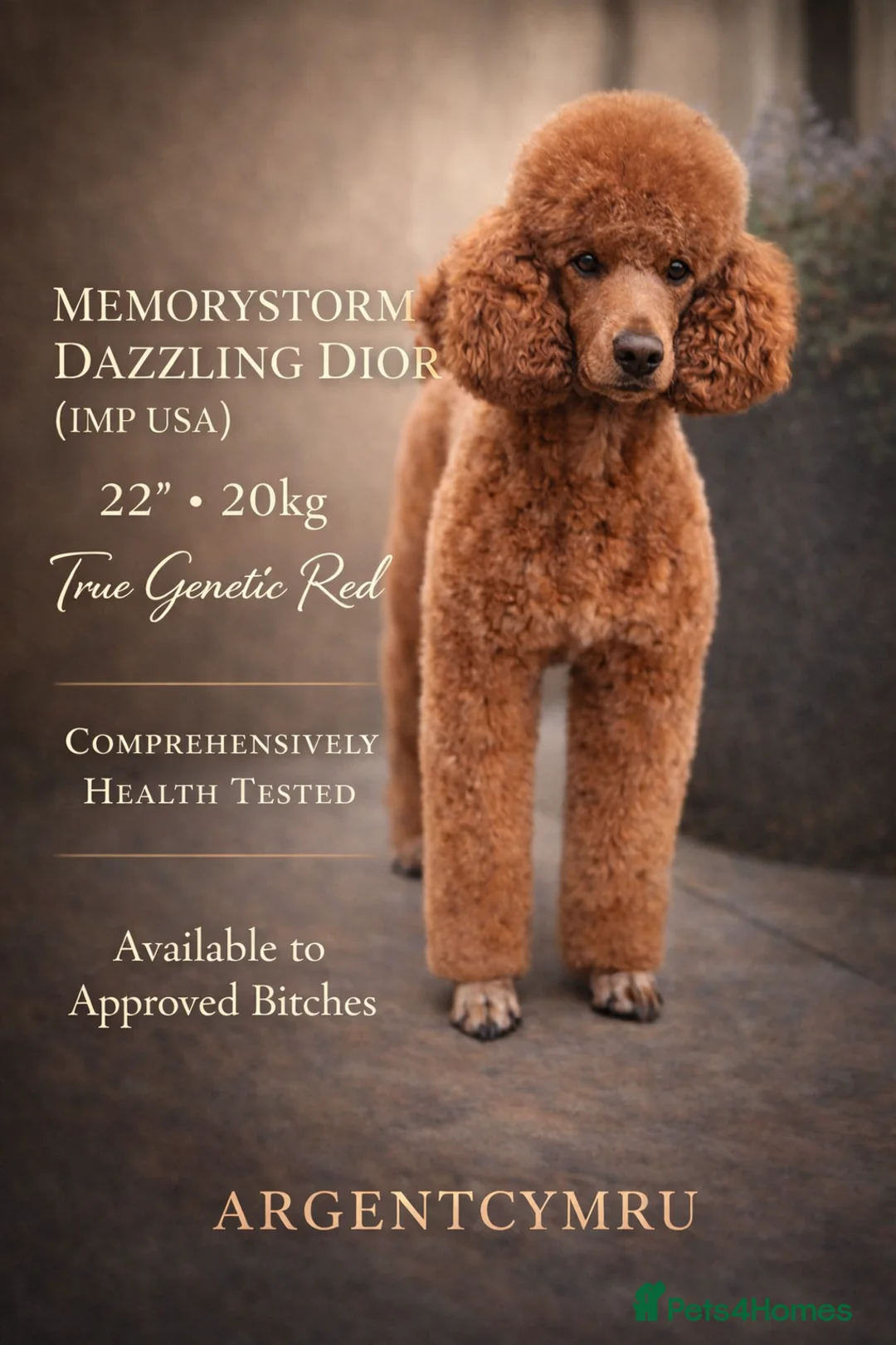 Standard Poodle dogs for stud: KC reg. Comprehensively health checked standard - Advert 1