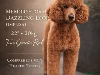 Standard Poodle dogs KC reg. Comprehensively health checked standard - Advert 3
