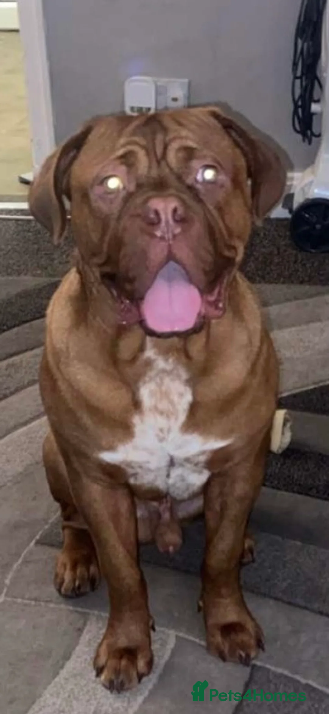 Dogue De Bordeaux dogs for sale: Murphy - Advert 2