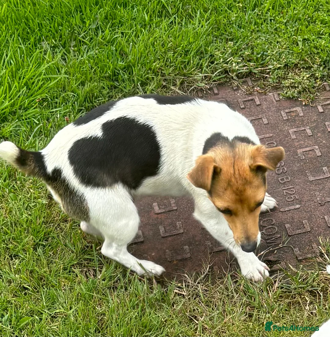 Jack Russell dogs for sale: Jack Russell Puppy  - Advert 5