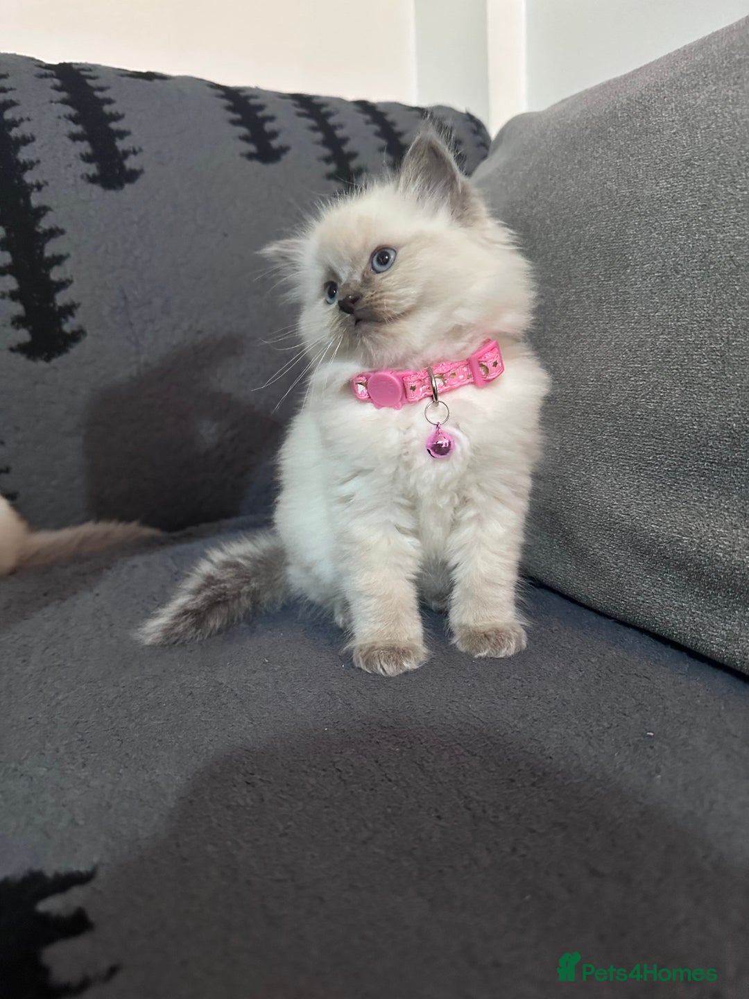 Ragdoll cats for sale: Adorable 4ragdoll Kitten Looking for a Loving Home - Advert 4